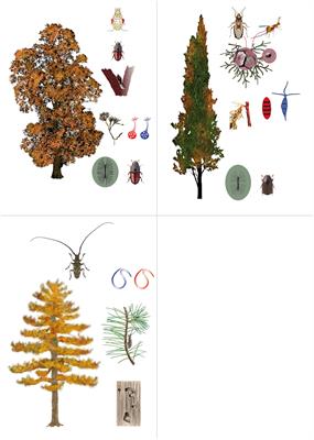 Complex Insect–Pathogen Interactions in Tree Pandemics